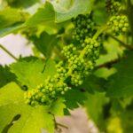 Vibrant close-up of unripe green grapes on a grapevine with lush green leaves.