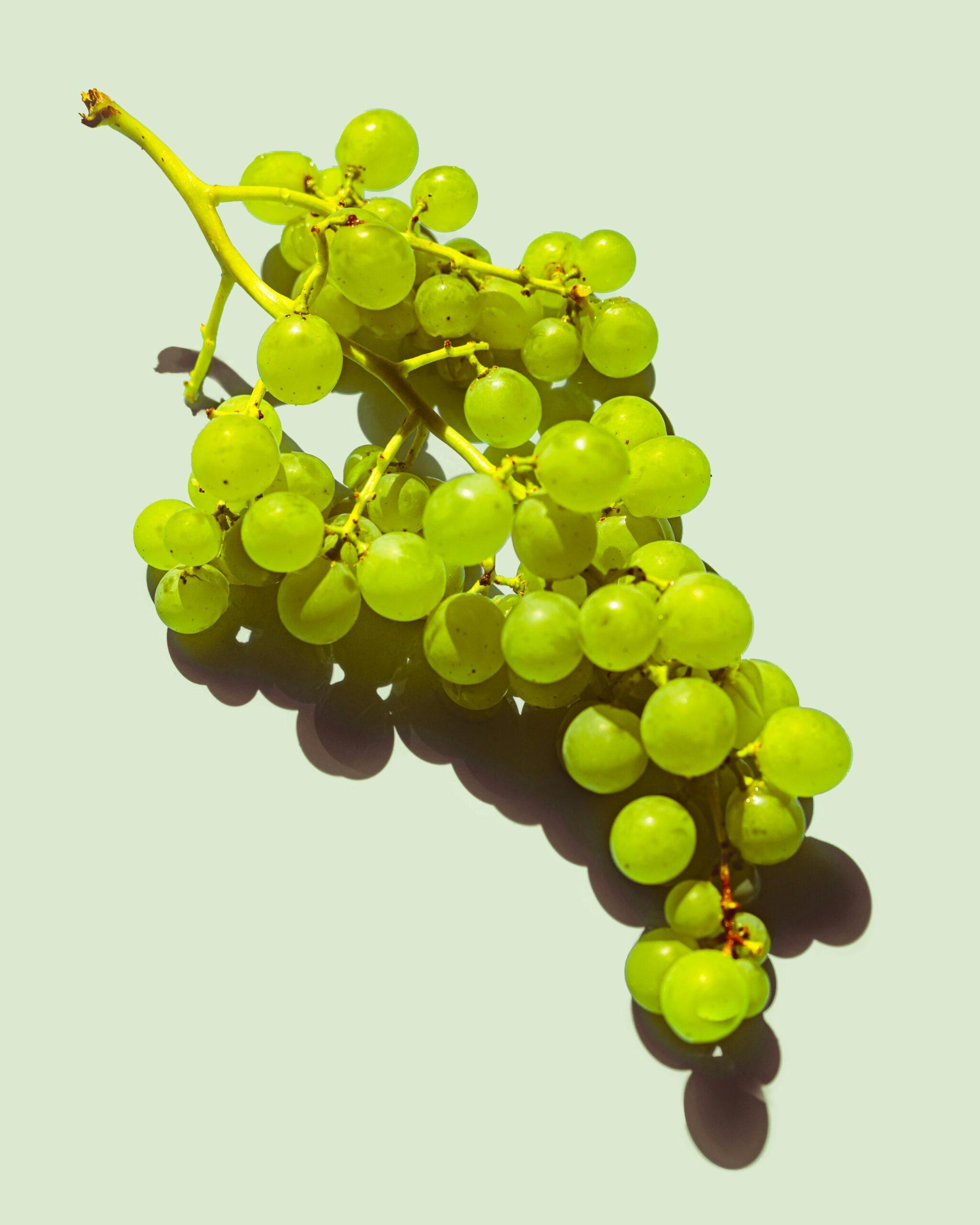 Pourquoi la vigne ne mûrit pas avant l’hiver : remettre de l’ordre dans les sarments