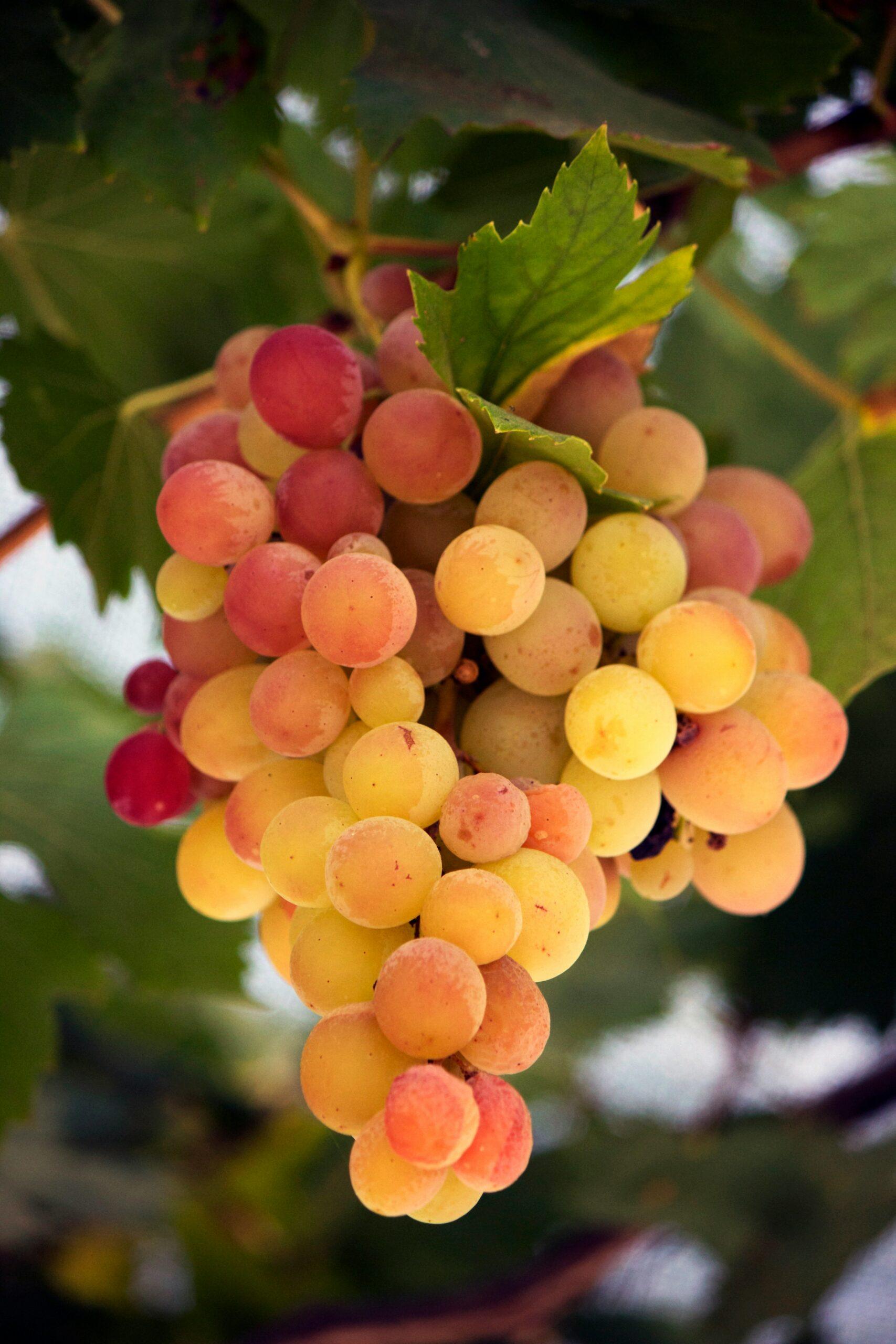 Sarment ou bois ? La vigne vous dit merci quand elle a mûri