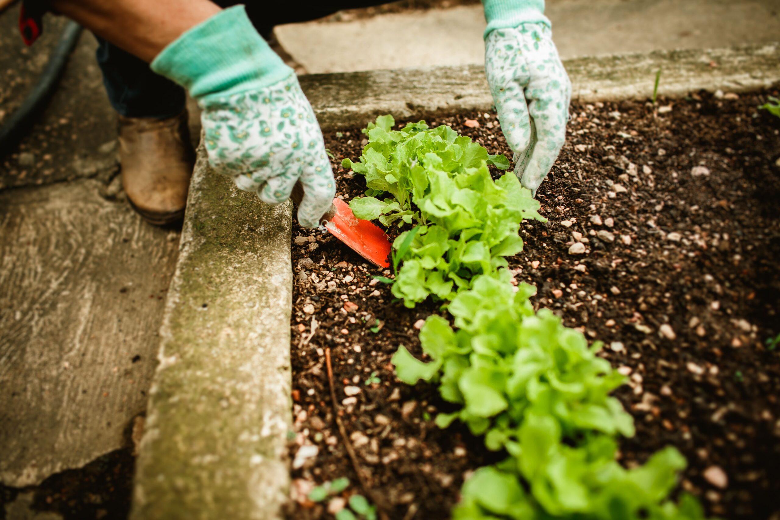 Choux, betteraves et courges : le potager prend ses marques