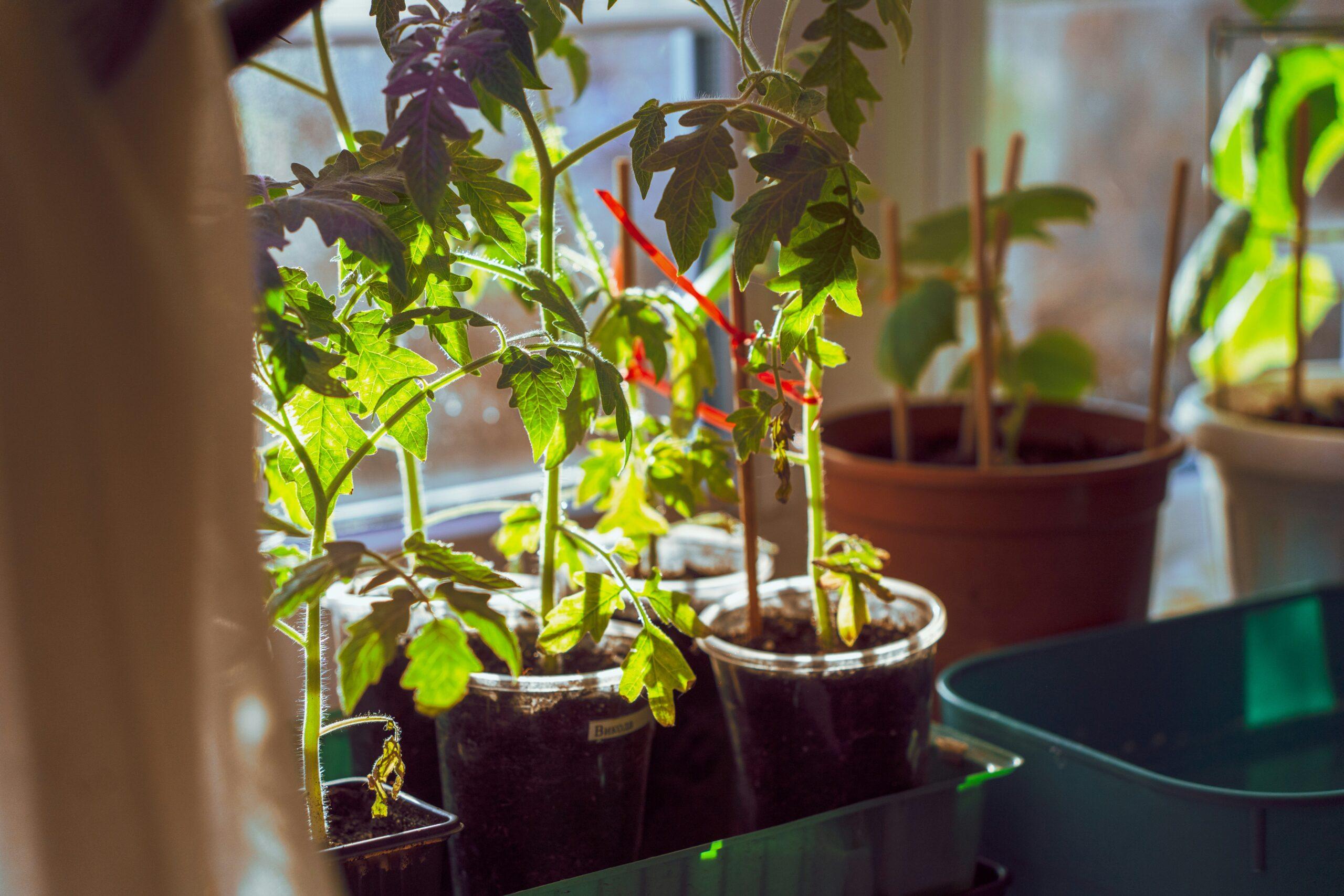 Tomates, poivrons, aubergines : les frileuses du rebord de fenêtre