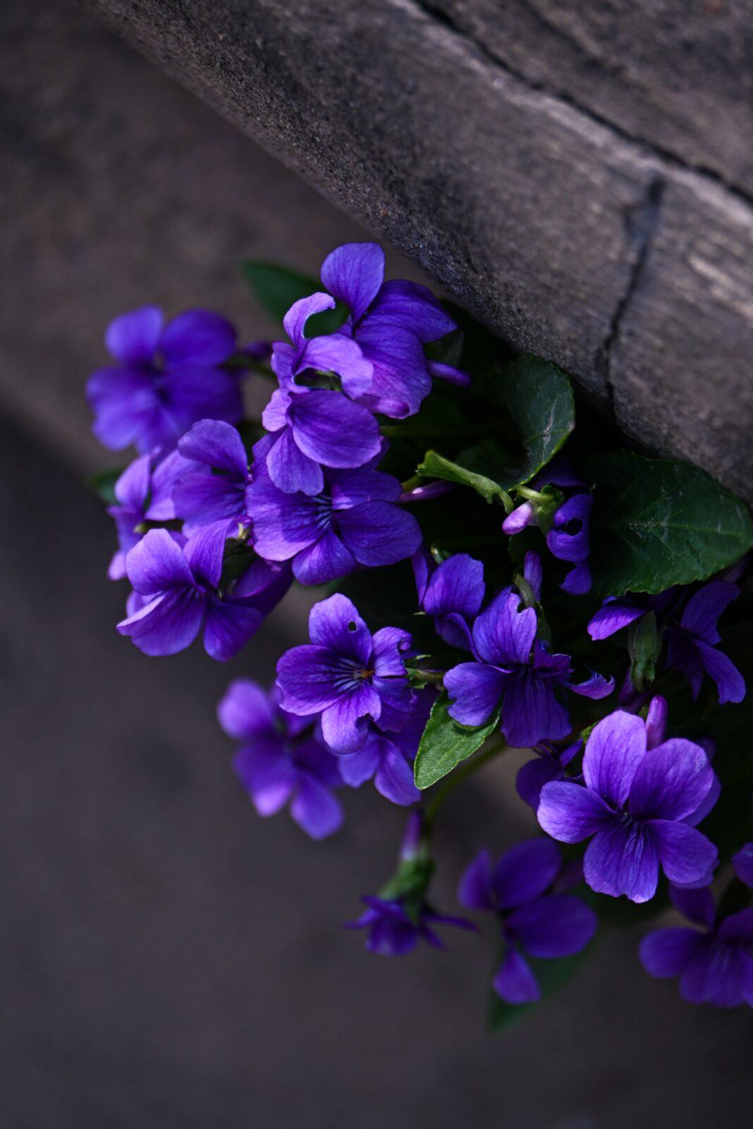 Bright purple violets blossoming against an aged stone wall, offering a vibrant, natural contrast.