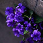Bright purple violets blossoming against an aged stone wall, offering a vibrant, natural contrast.