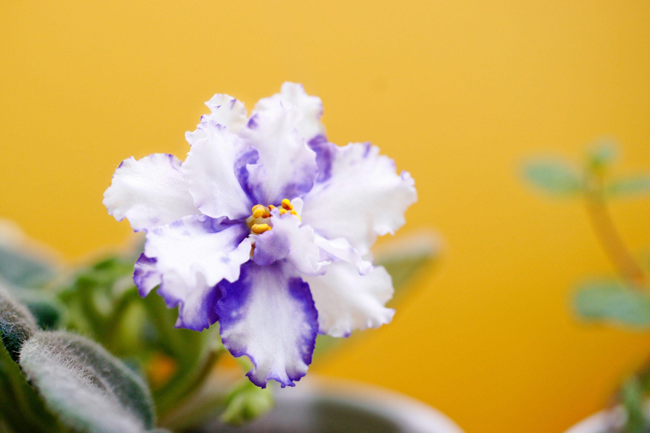 Les violettes d’intérieur : une petite fleur, beaucoup d’histoires