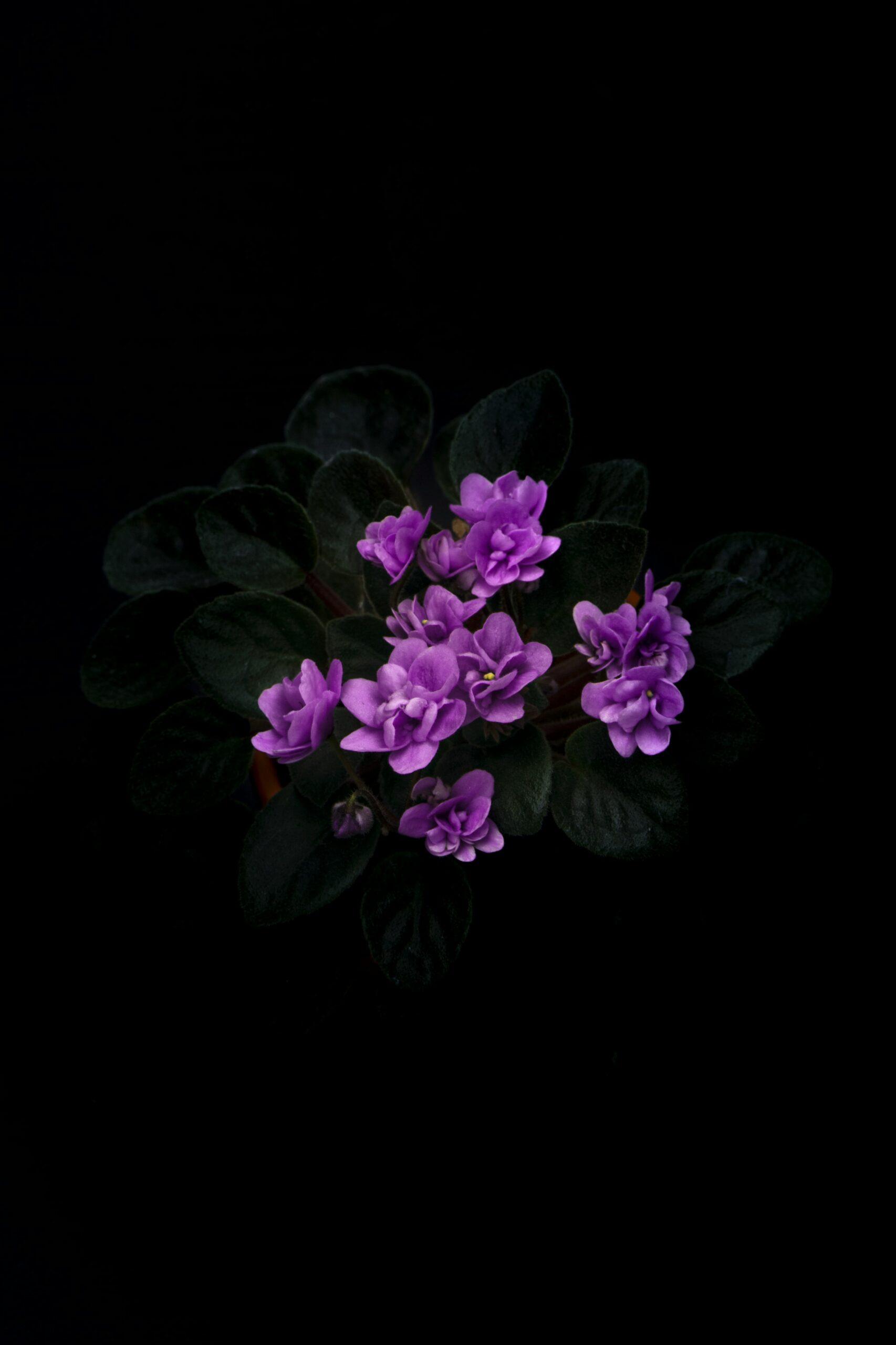 Voyance et superstitions : quand la fleur prend la parole