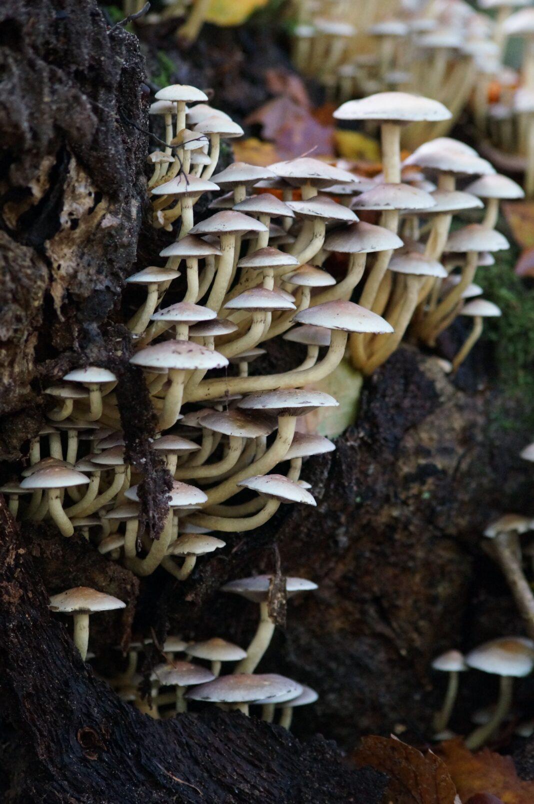 Close-up of wild mushrooms growing on a tree stump, showcasing natural textures and forest environment.
