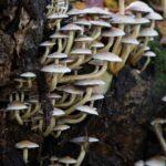 Close-up of wild mushrooms growing on a tree stump, showcasing natural textures and forest environment.
