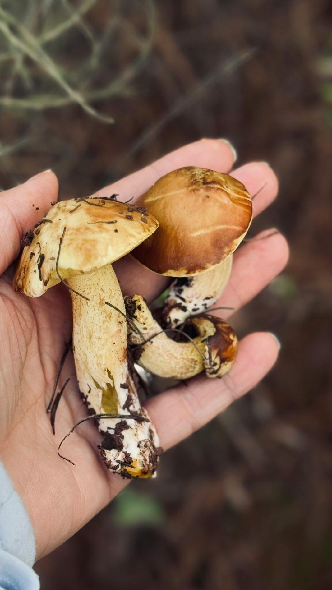 Close-up of a hand holding fresh forest mushrooms, ideal for nature themes.