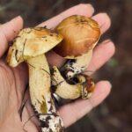 Close-up of a hand holding fresh forest mushrooms, ideal for nature themes.