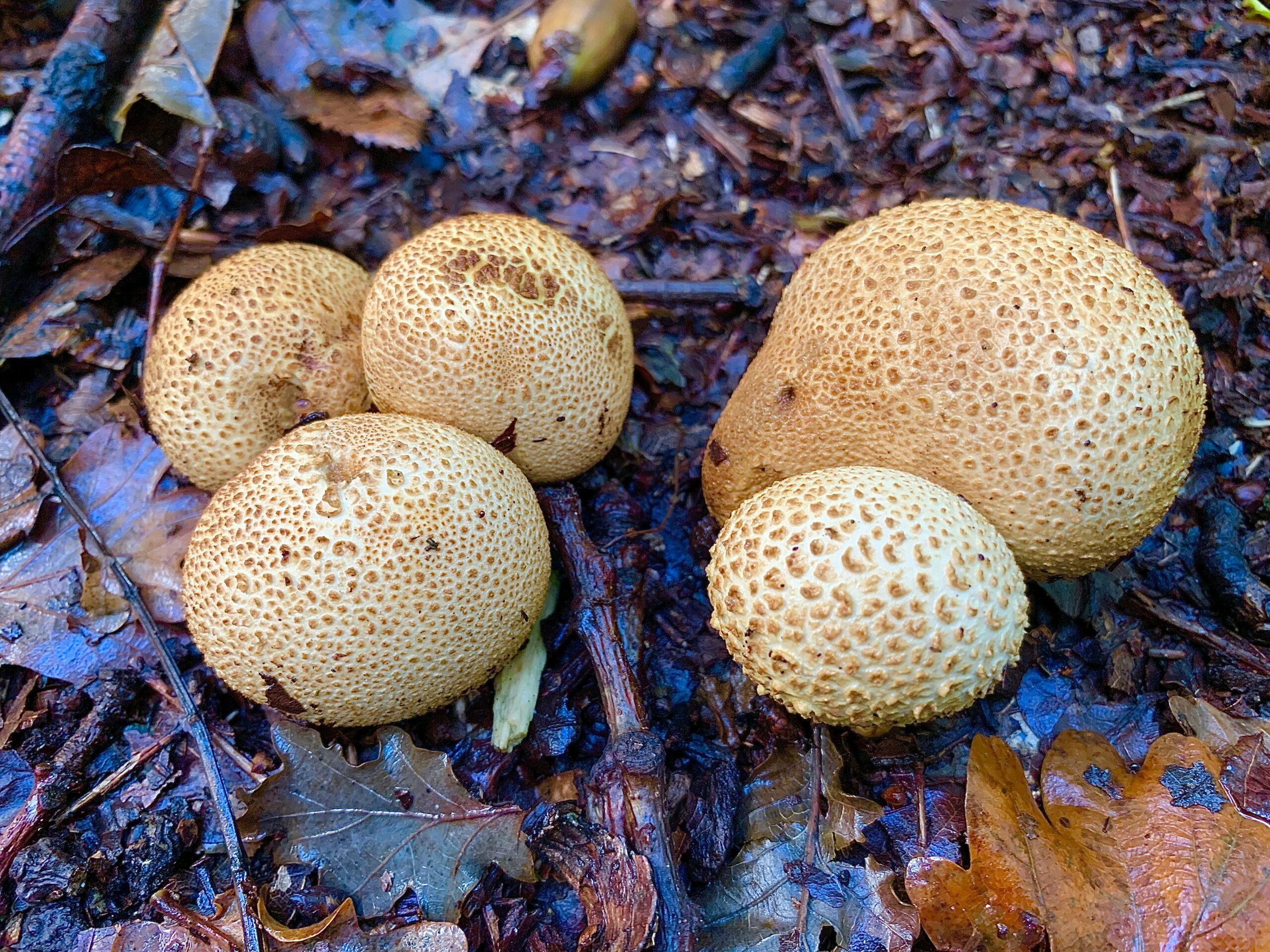 Forêts fraîches et sous-bois moussus
