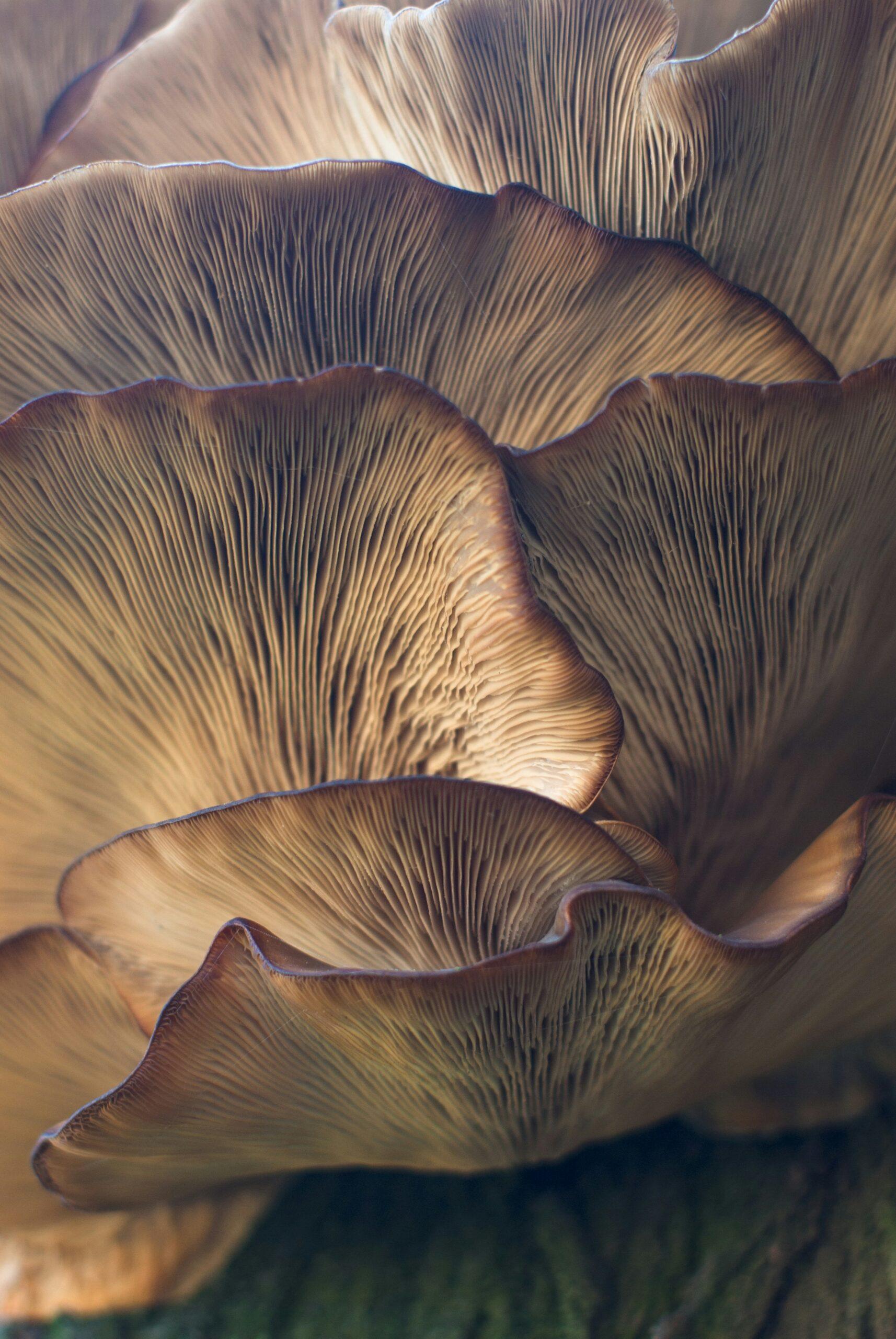 Champignons hérissés et prudence au panier