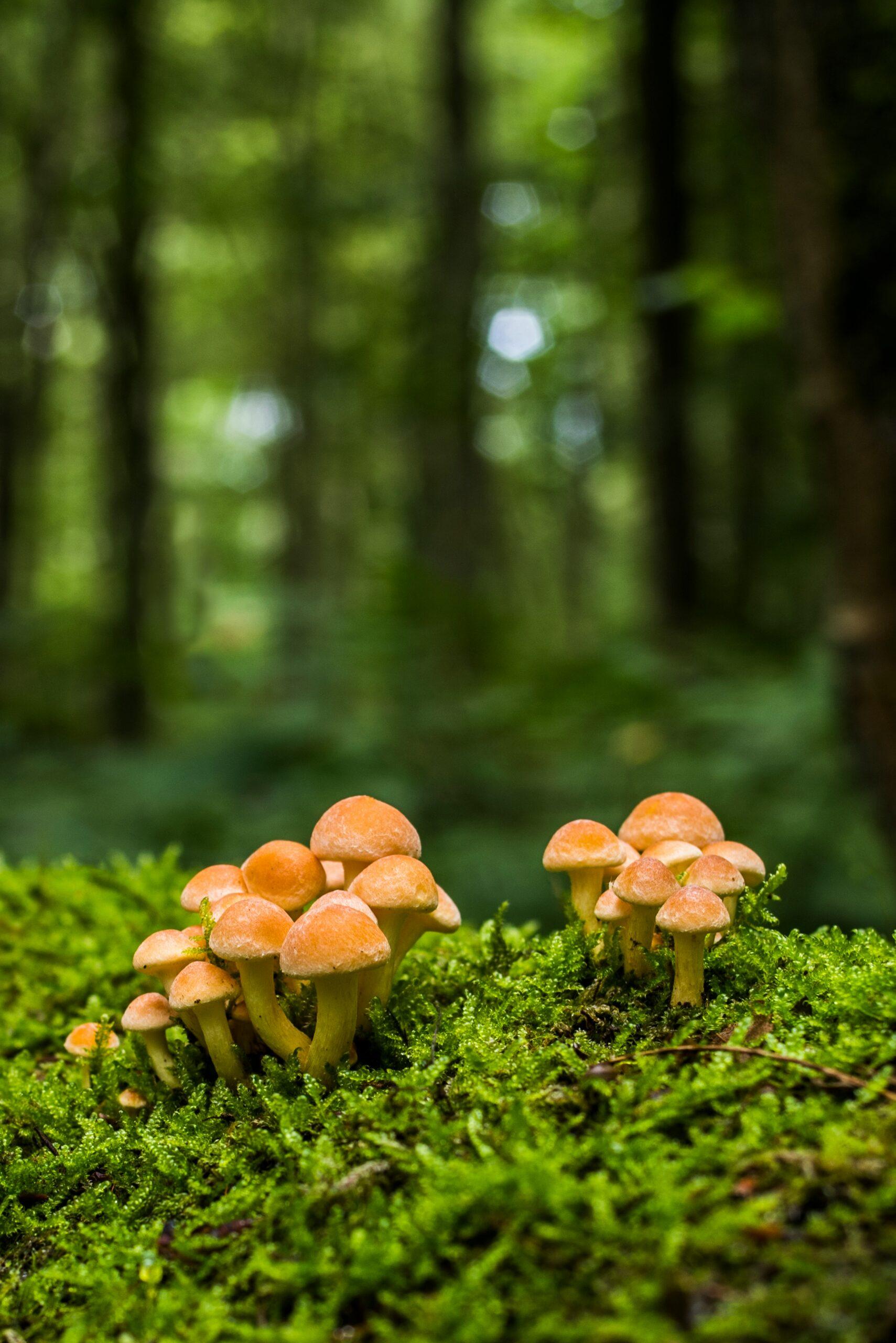 Les lactaires, ces champignons qui ne se laissent pas faire