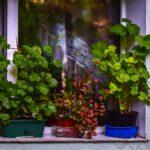 Lush green and red potted plants adorn a sunlit windowsill, creating a vibrant indoor garden.