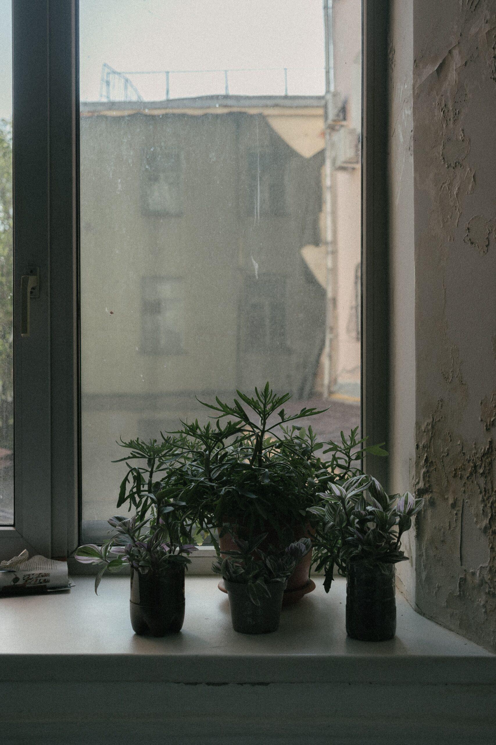 Graines sous cloche, ou presque