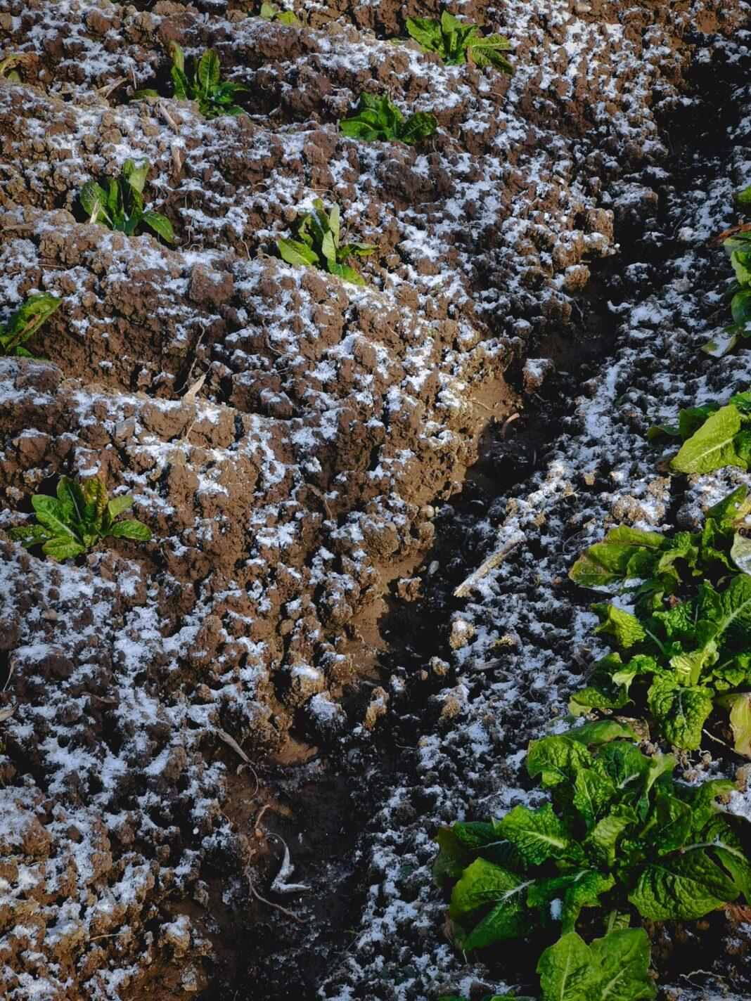 A winter garden in Chongming District with snow-covered soil and green plants.