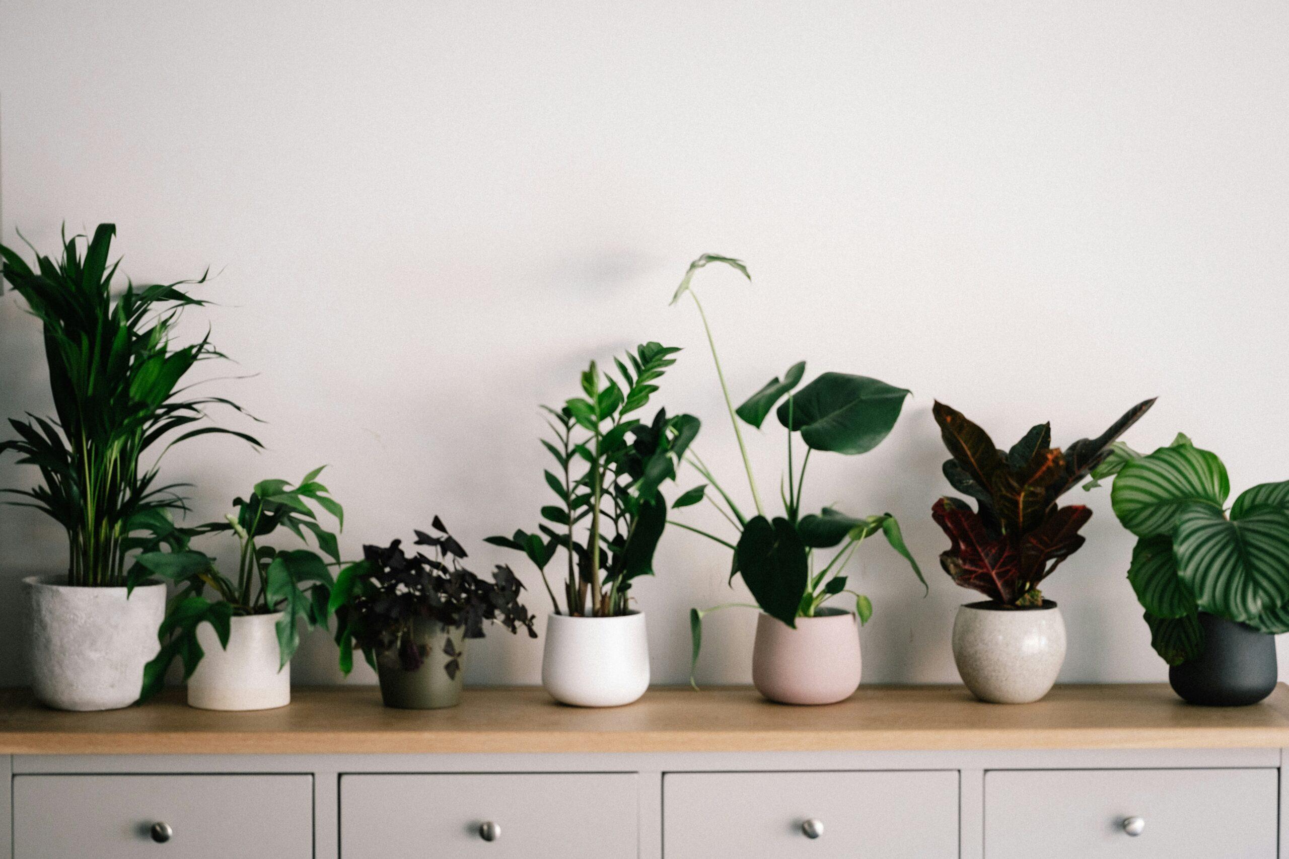Les plantes d’intérieur, à choyer au chaud