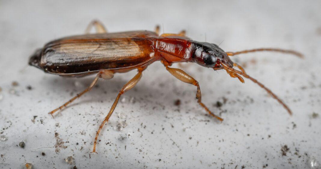 Side view of scary red beetle with long antennae and wings on abdomen crawling on messy white surface in aquarium