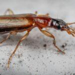 Eliminer le ver fil de fer conseils efficaces taupin jardin Side view of scary red beetle with long antennae and wings on abdomen crawling on messy white surface in aquarium