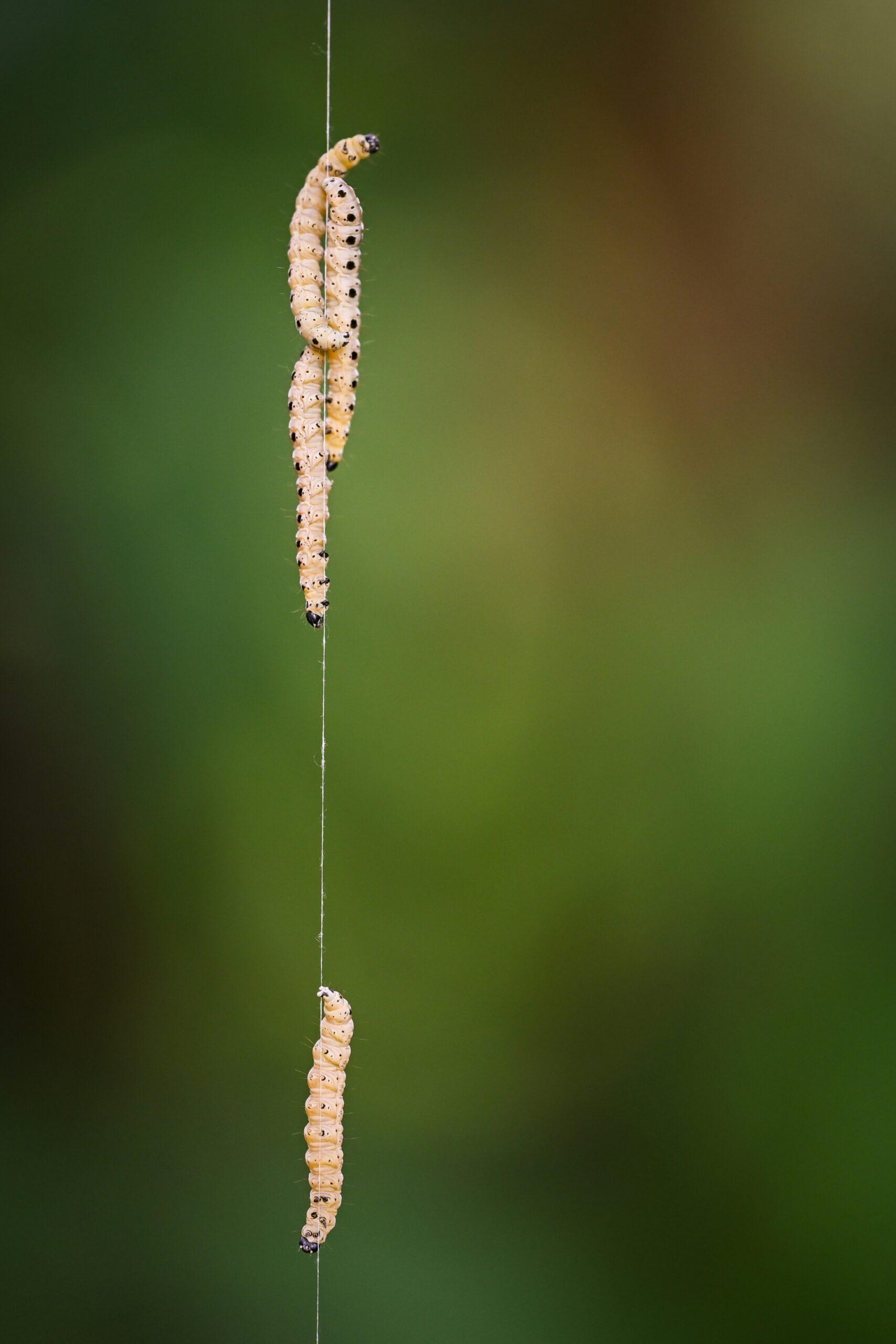 Les légumineuses : des alliées au bord du rang
