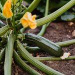 Courgette planter semis entretien variétés récolte conservation Close-up of a healthy zucchini plant with yellow blossoms growing in fresh soil.