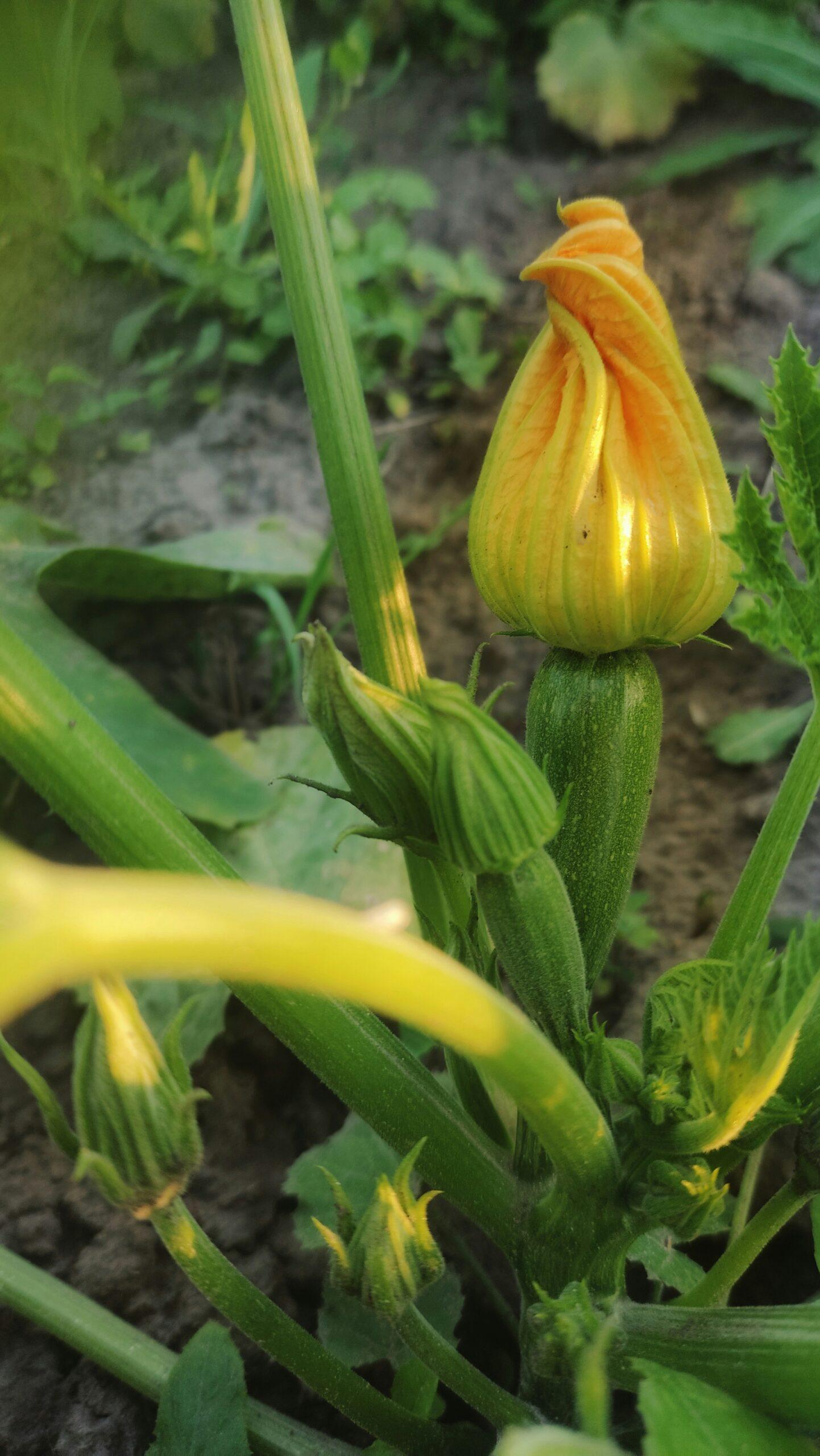 Courgette au potager : facile, généreuse, et franchement bien élevée