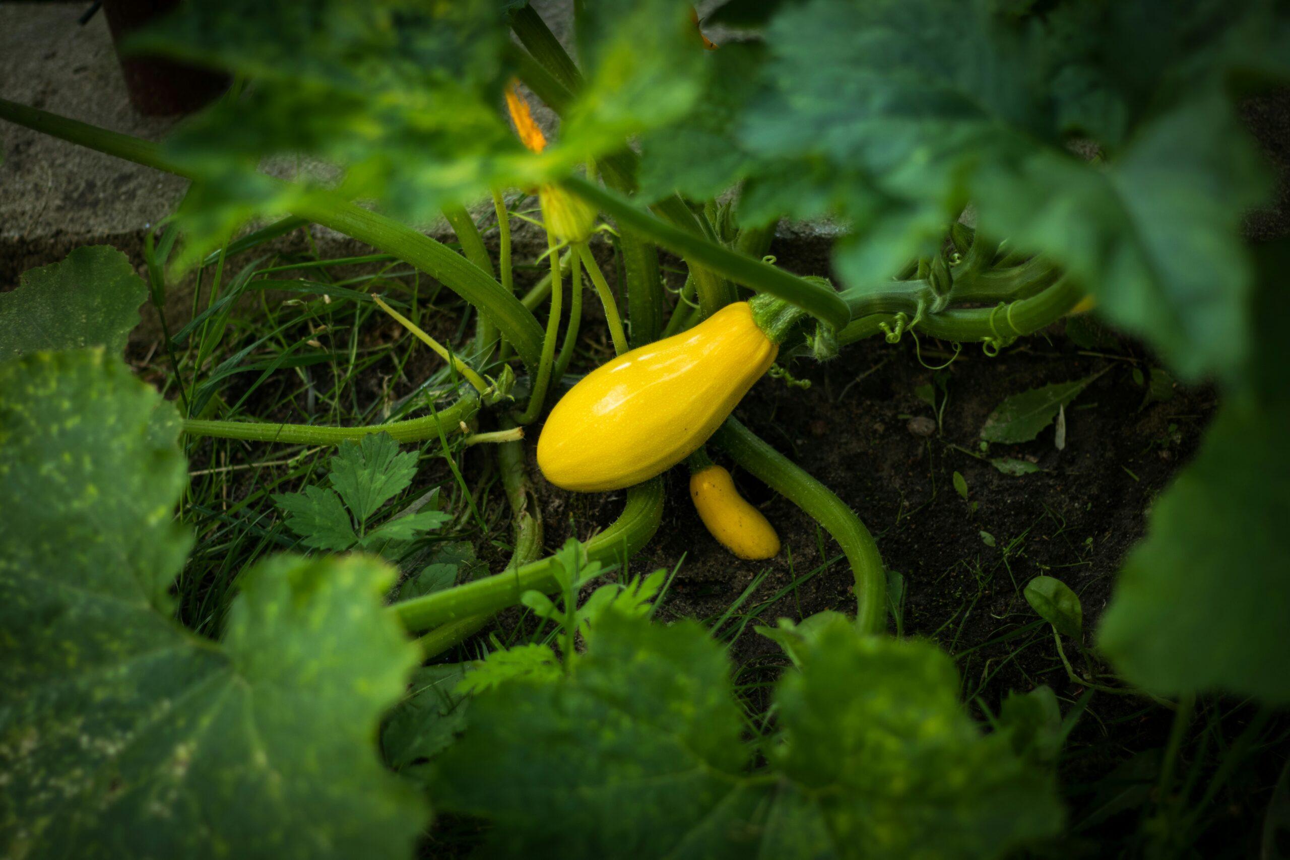 Semez malin : les courgettes en mode départ rapide
