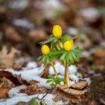 Bright yellow winter aconite flowers emerging in early spring through the last snow.