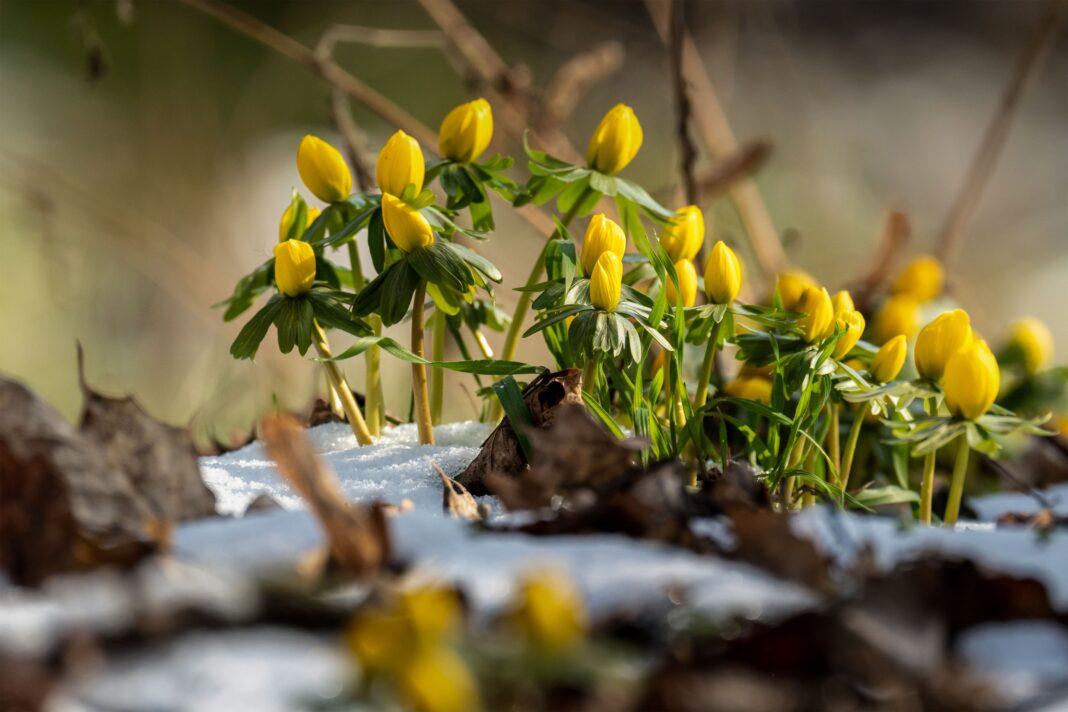 Bright yellow winter aconites peeking through the snow, signaling the arrival of early spring.