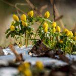 Aconit : planter une beauté toxique sans finir six pieds sous terre Bright yellow winter aconites peeking through the snow, signaling the arrival of early spring.