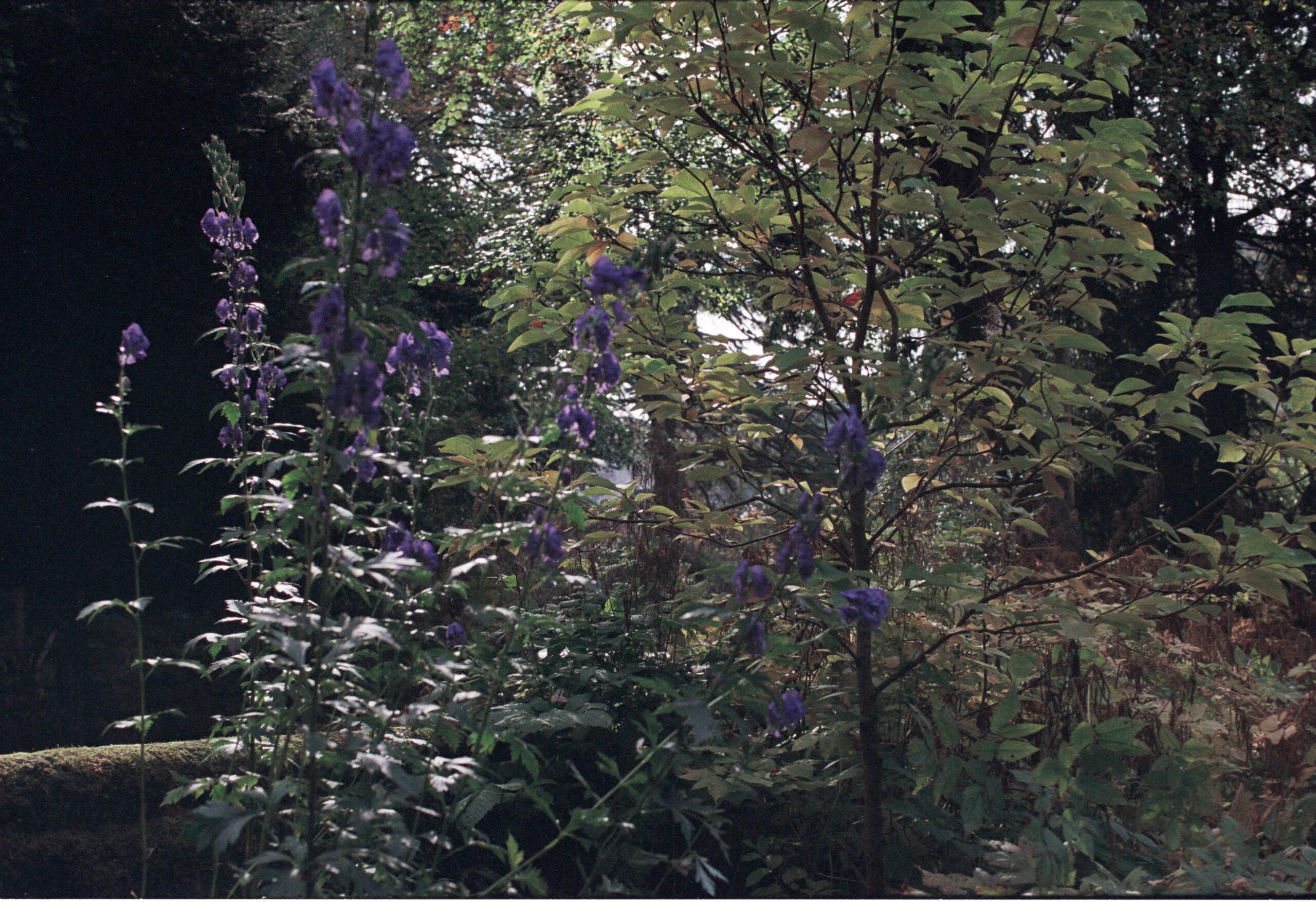 Où caser cette beauté vénéneuse dans votre jardin ?