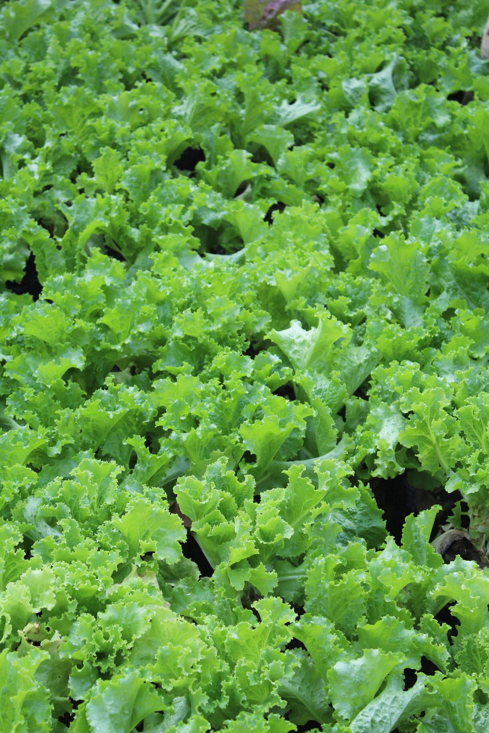 Batavia en cuisine : le croquant qui fait la différence