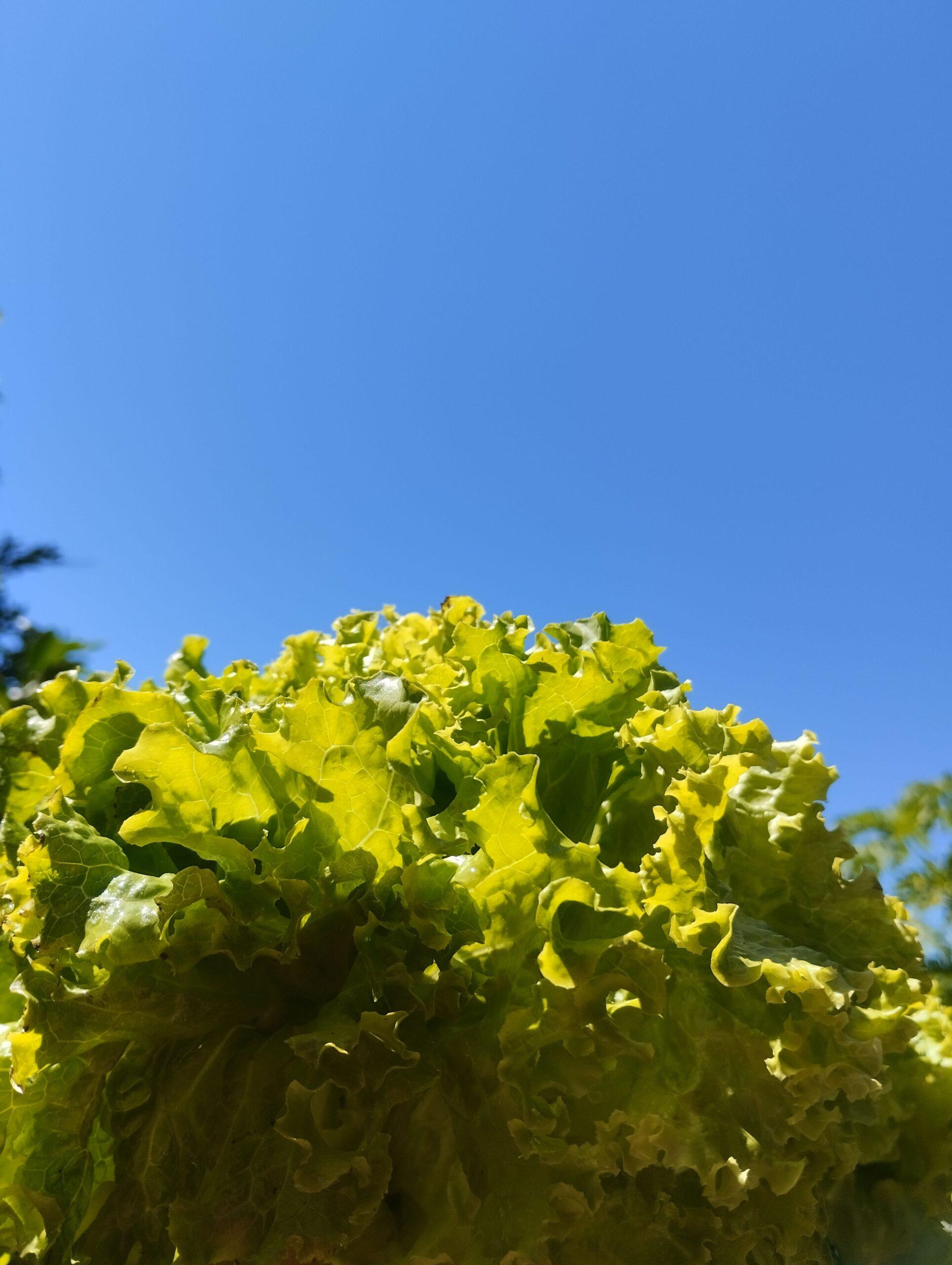 Les bons copains de la batavia au potager (et les autres)