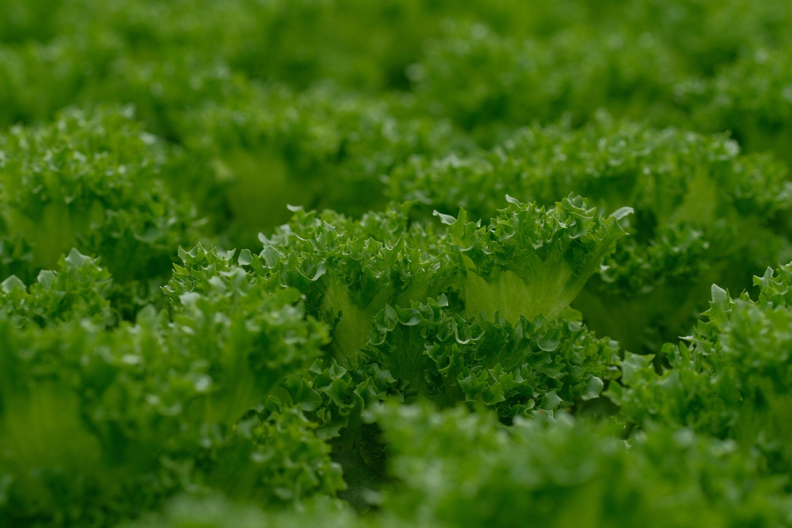 Une salade qui résiste à la chaleur ? Si si, ça existe