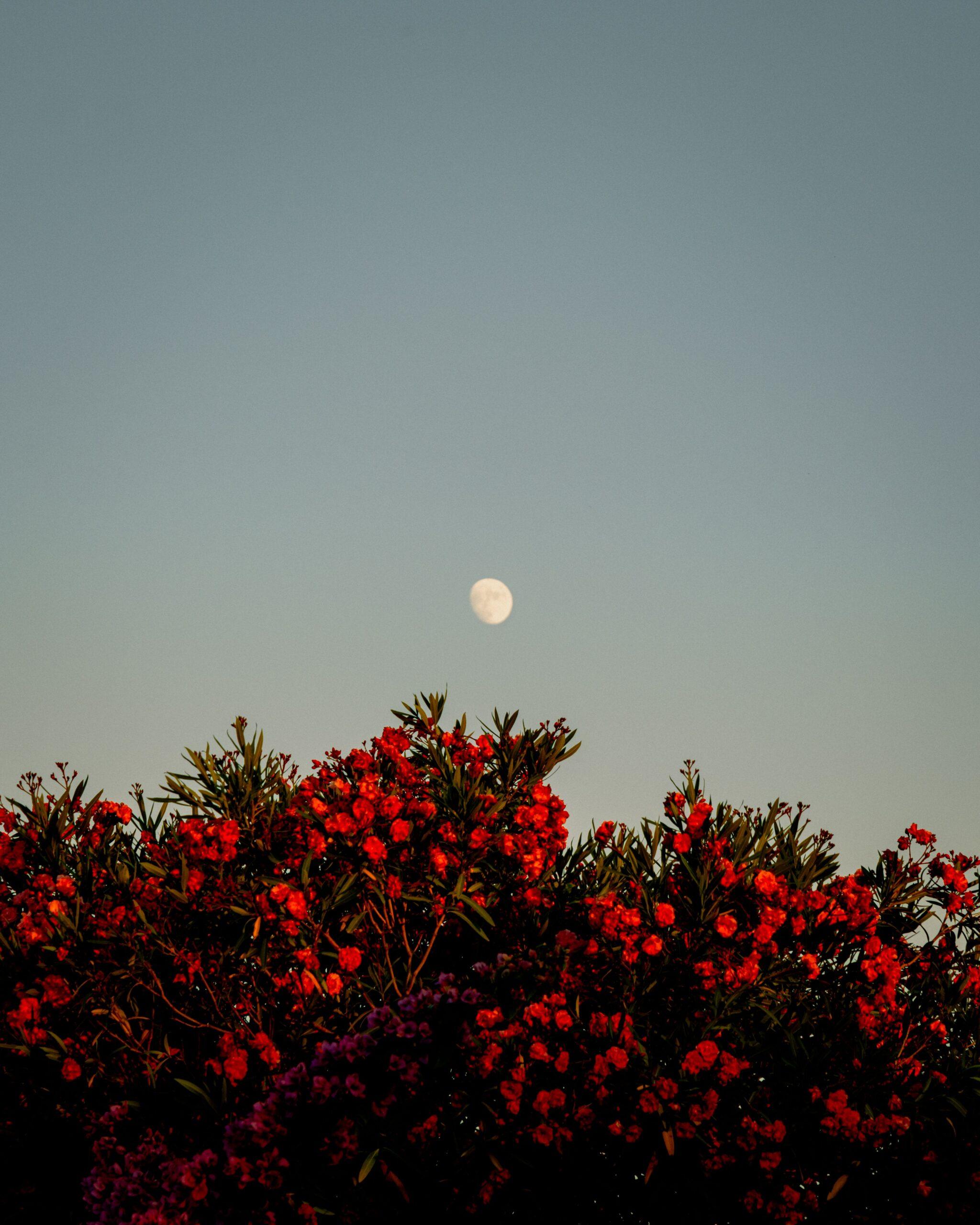 Lune rousse : une histoire de gel, pas de teinte