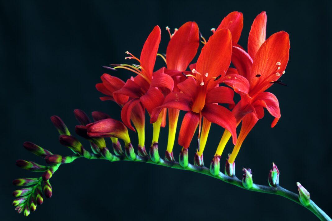 A striking close-up of blooming red crocosmia flowers against a dark background.