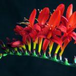 A striking close-up of blooming red crocosmia flowers against a dark background.