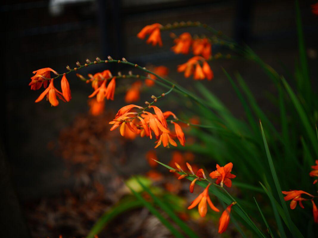 Close-up of vivid orange montbretia flowers with lush green leaves in a garden setting.