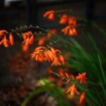 Close-up of vivid orange montbretia flowers with lush green leaves in a garden setting.