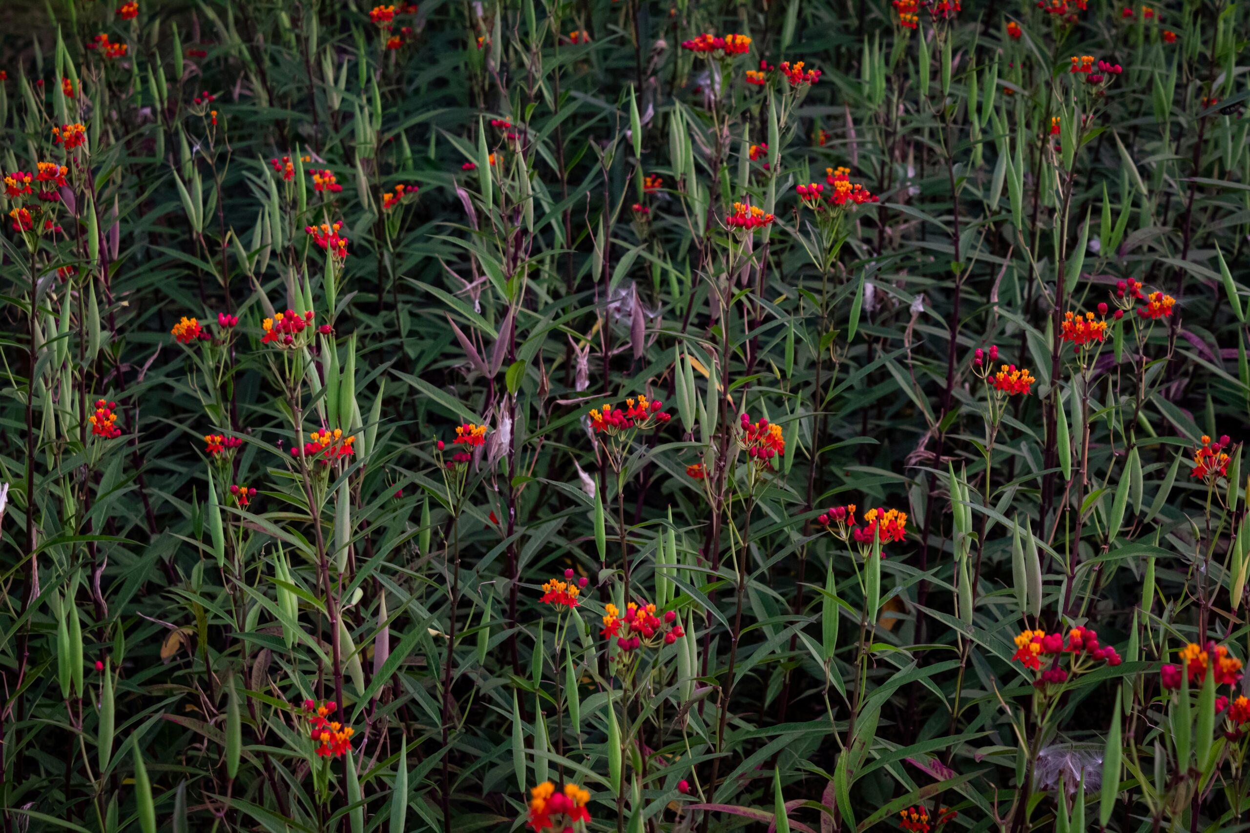 Le casting des cultivars : lequel choisir ?