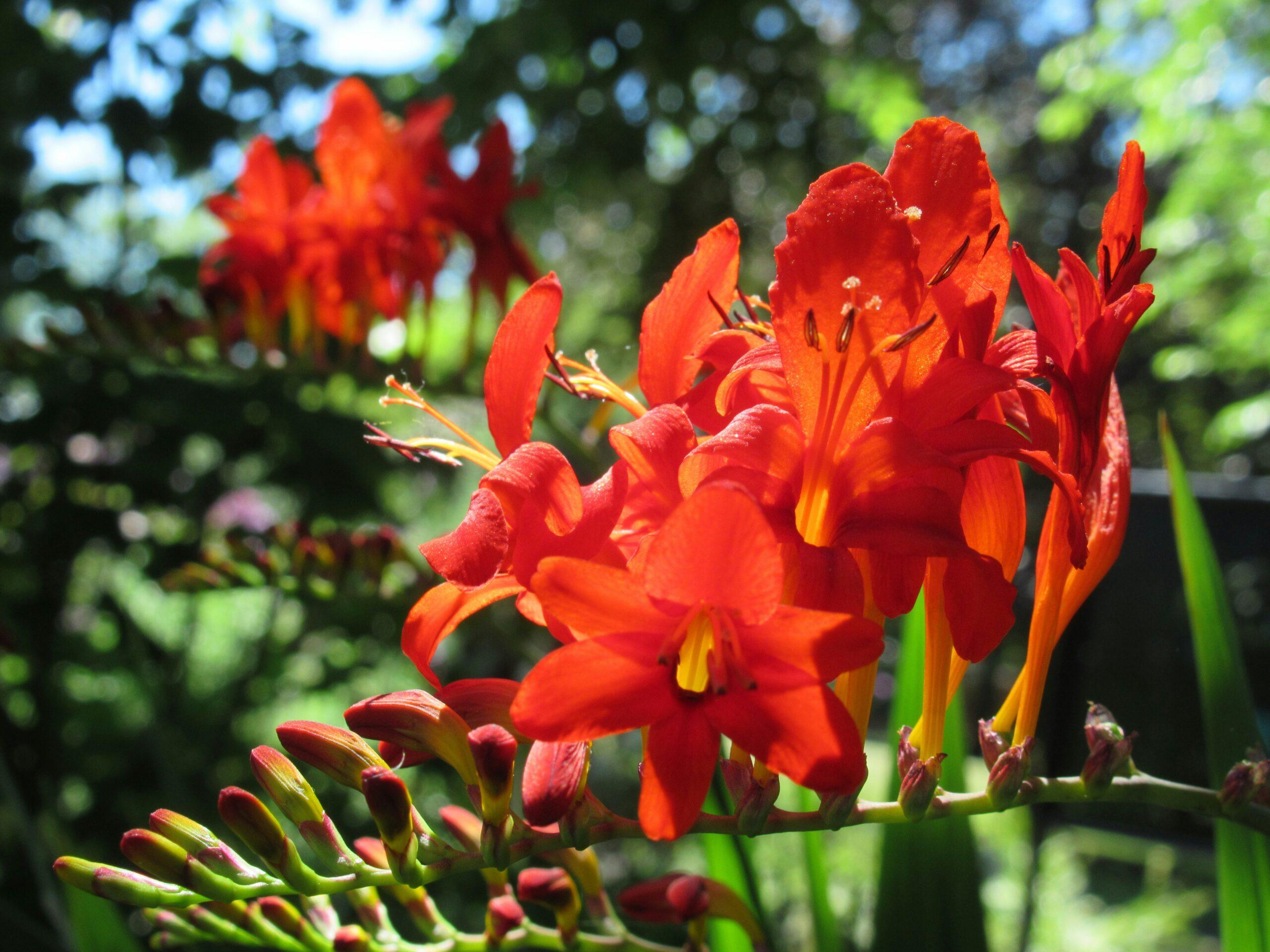 Planter la braise : où, quand, comment
