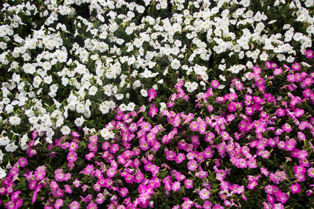 A colorful array of white and pink petunias in full bloom, capturing the essence of summer.