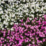 Massifs devant la maison : le trottoir n'aura jamais été aussi classe A colorful array of white and pink petunias in full bloom, capturing the essence of summer.