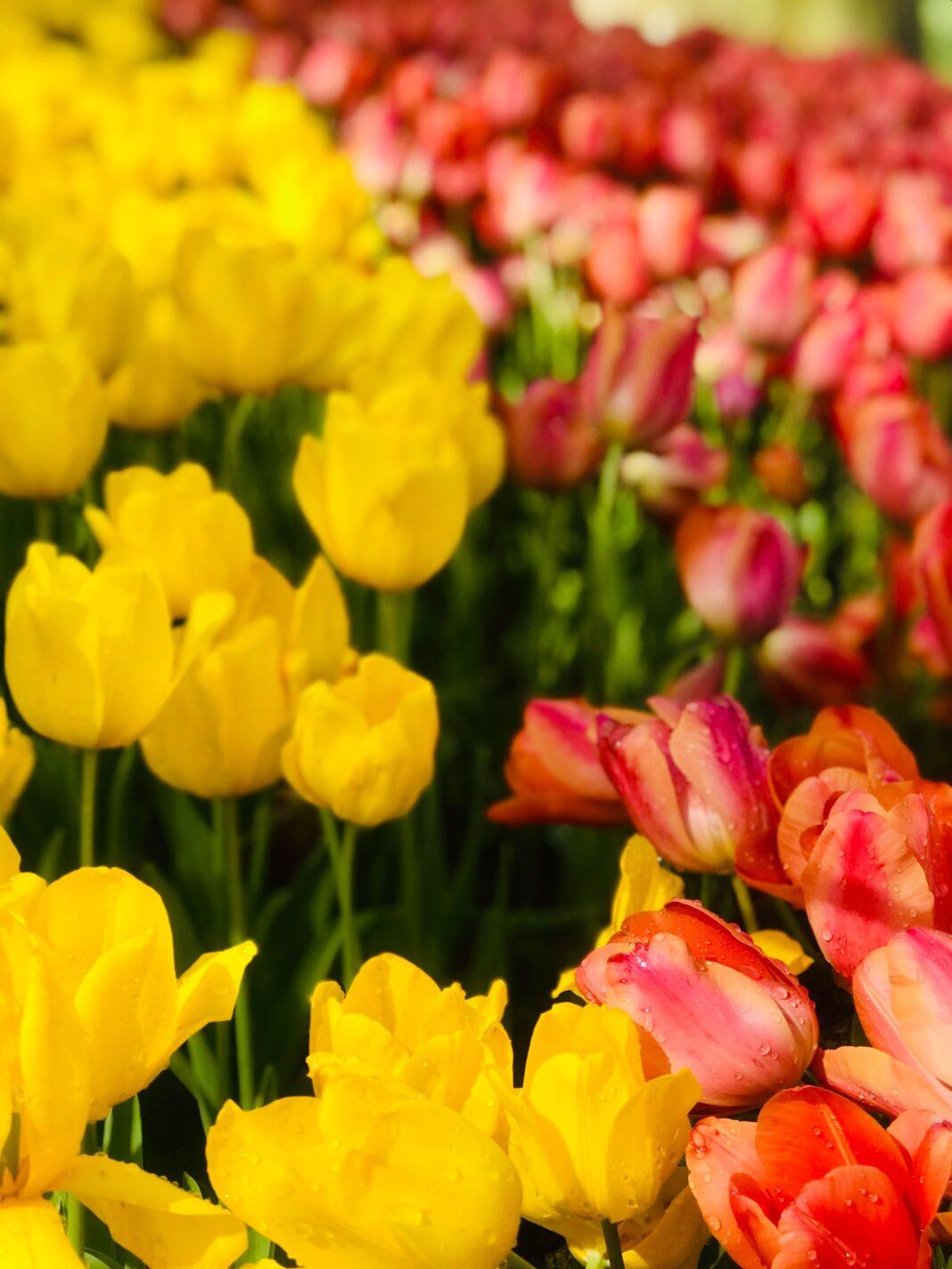 A stunning array of yellow and pink tulips in full bloom, capturing the essence of spring beauty.
