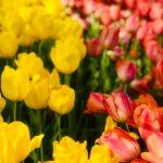 A stunning array of yellow and pink tulips in full bloom, capturing the essence of spring beauty.