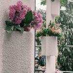 Grimpantes annuelles : le mur de fleurs en 3 mois chrono (sans prise de tête) Beautiful vertical garden with vibrant purple flowers in an indoor setting.