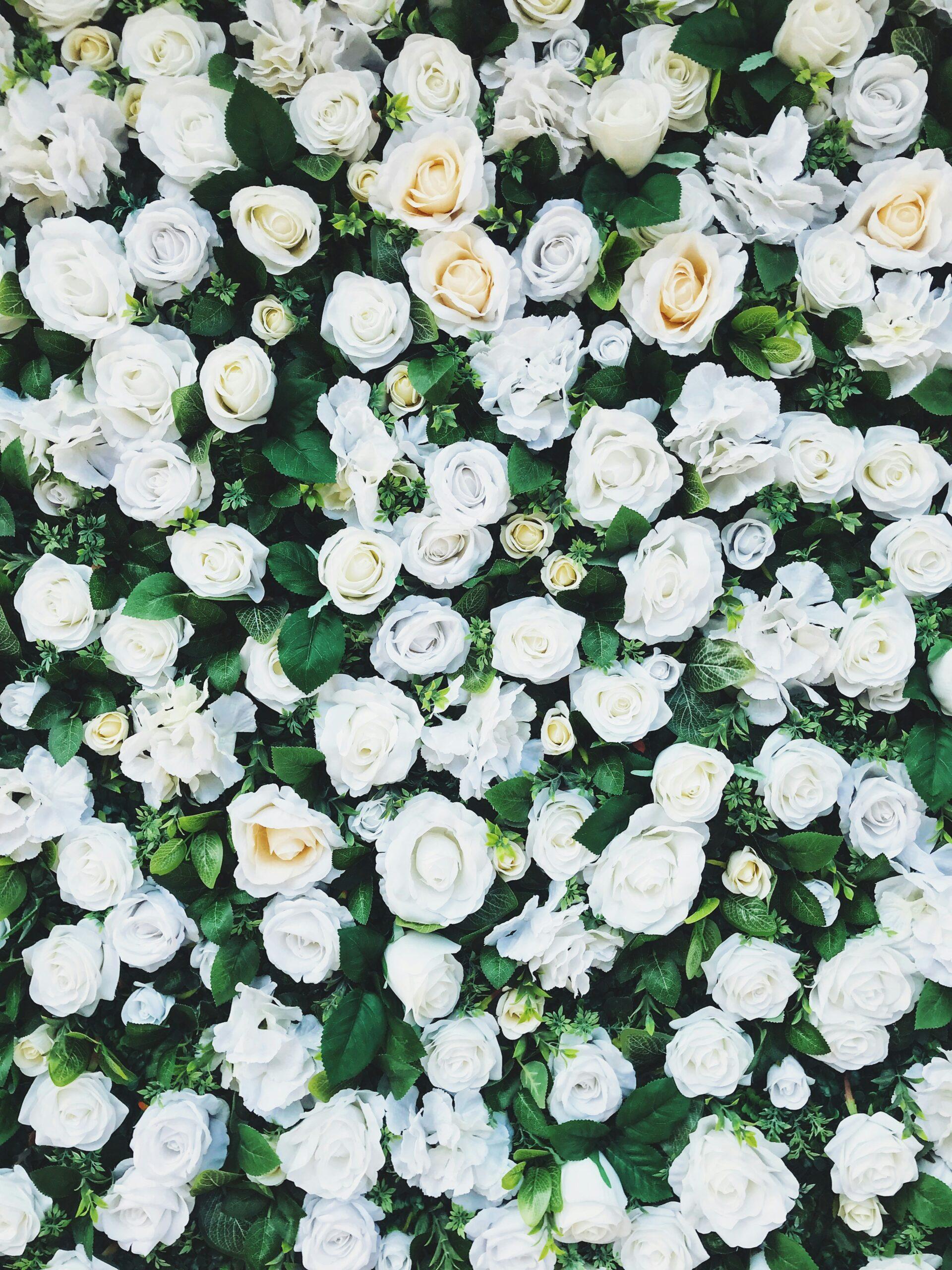 Capucines : l'arme fatale du jardinier paresseux