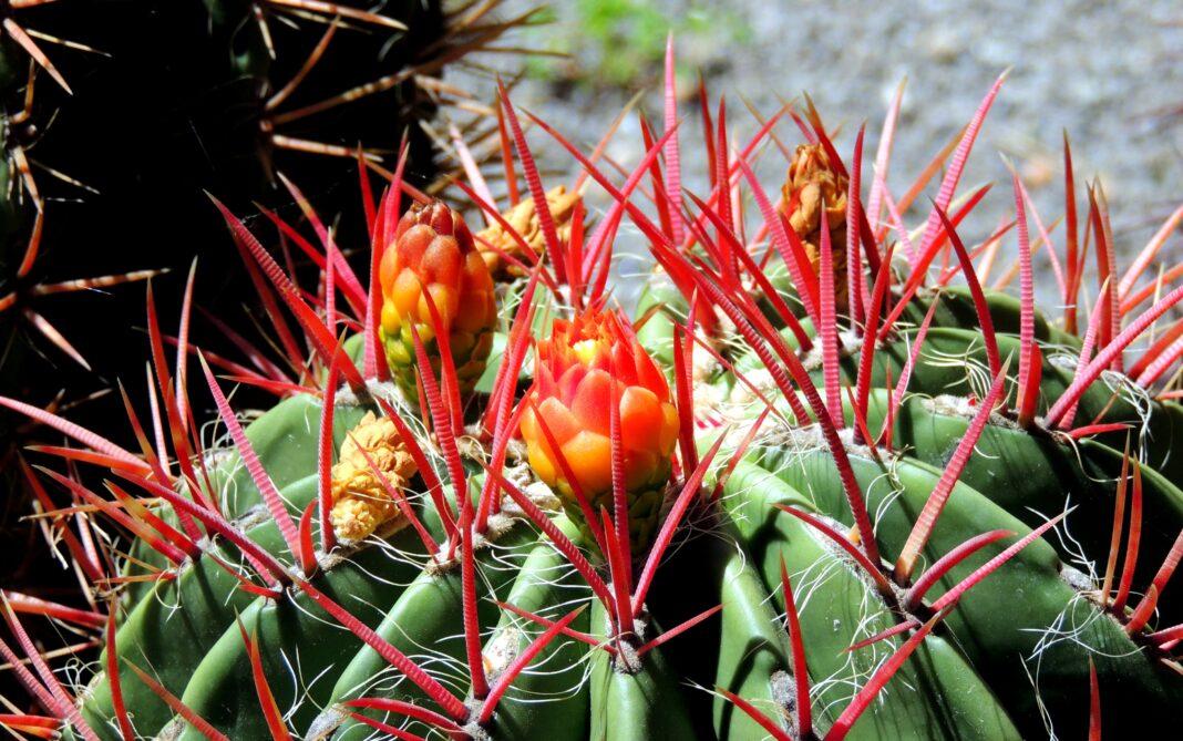 Detailed close-up of a blooming cactus with vivid red spines and flowers in Forio, Italy.