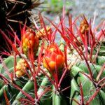 Detailed close-up of a blooming cactus with vivid red spines and flowers in Forio, Italy.