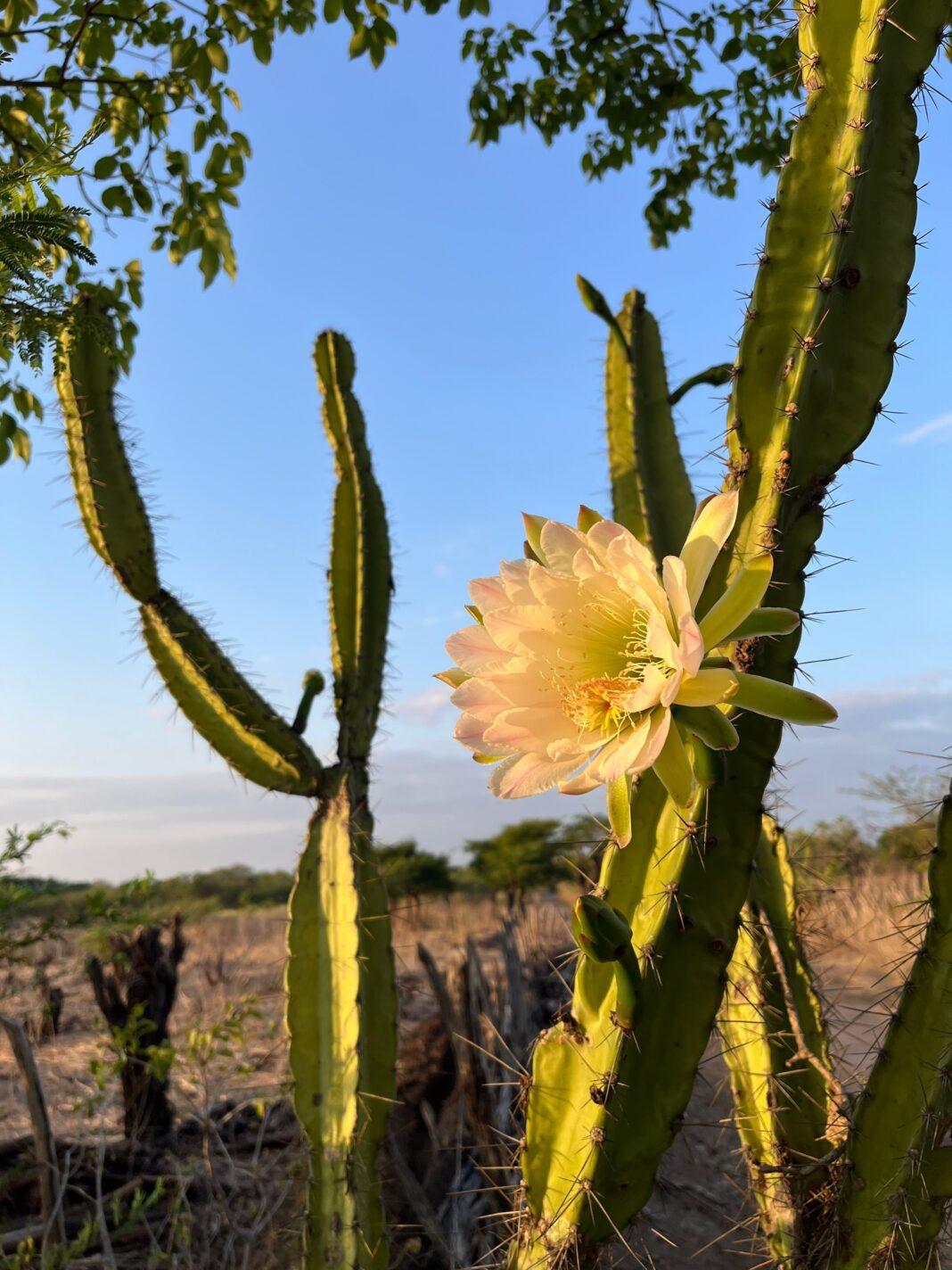 Vibrant cactus flower blooming at sunset, captured in the scenic Brazilian countryside.
