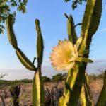 5 cactus increvables qui fleurissent sans se faire prier : Rebutia, Chamaecereus, Mammillaria... Vibrant cactus flower blooming at sunset, captured in the scenic Brazilian countryside.